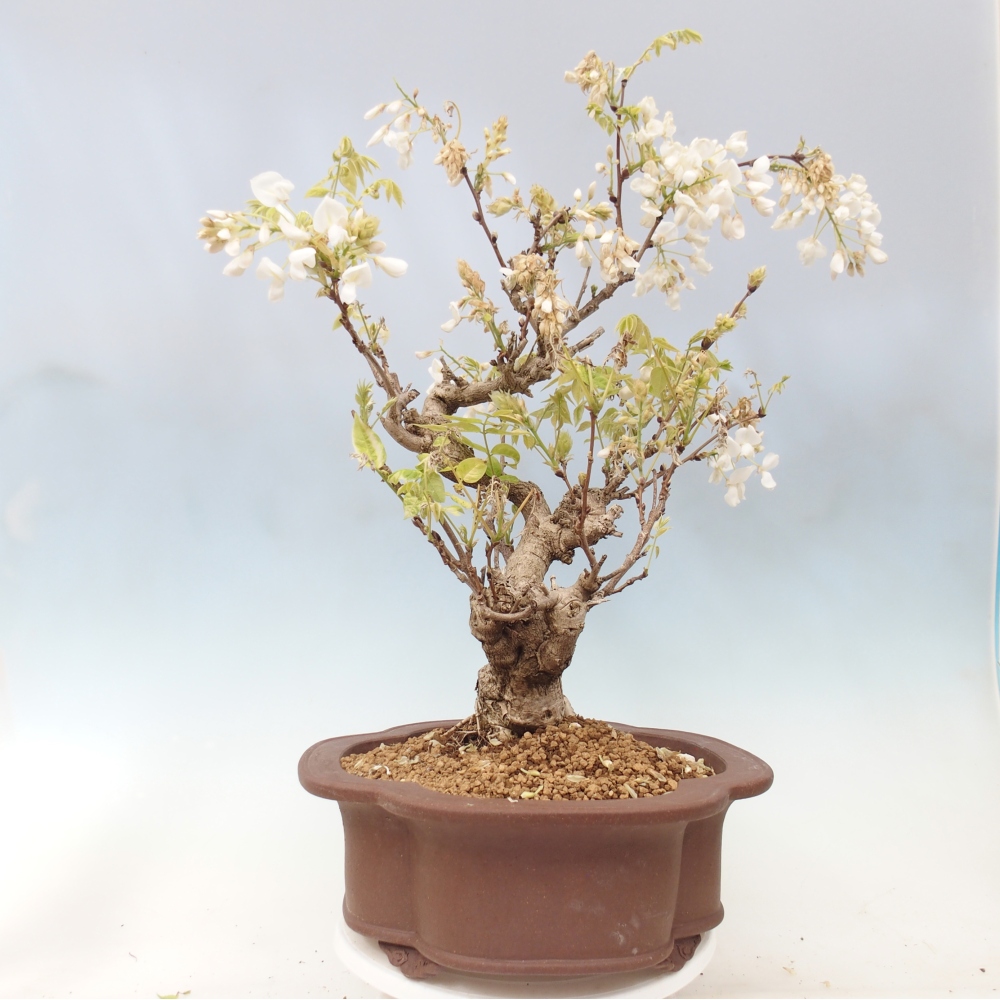 Bonsai da esterno - Vistaria - Glicine