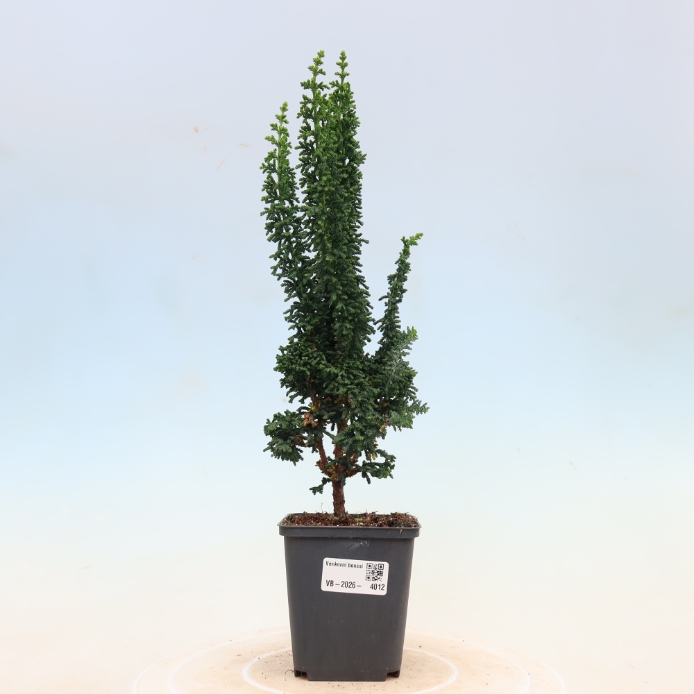 Bonsai da esterno - Cham. obtusa SEKKA HINOKI - Cipresso