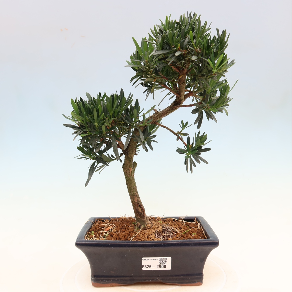 Camera bonsai - Podocarpus - Tasso delle pietre