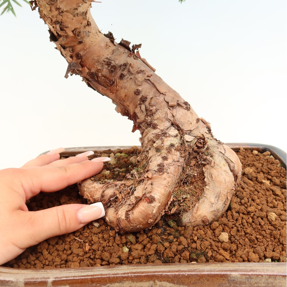 Bonsai da camera - Araucaria - Abete da camera