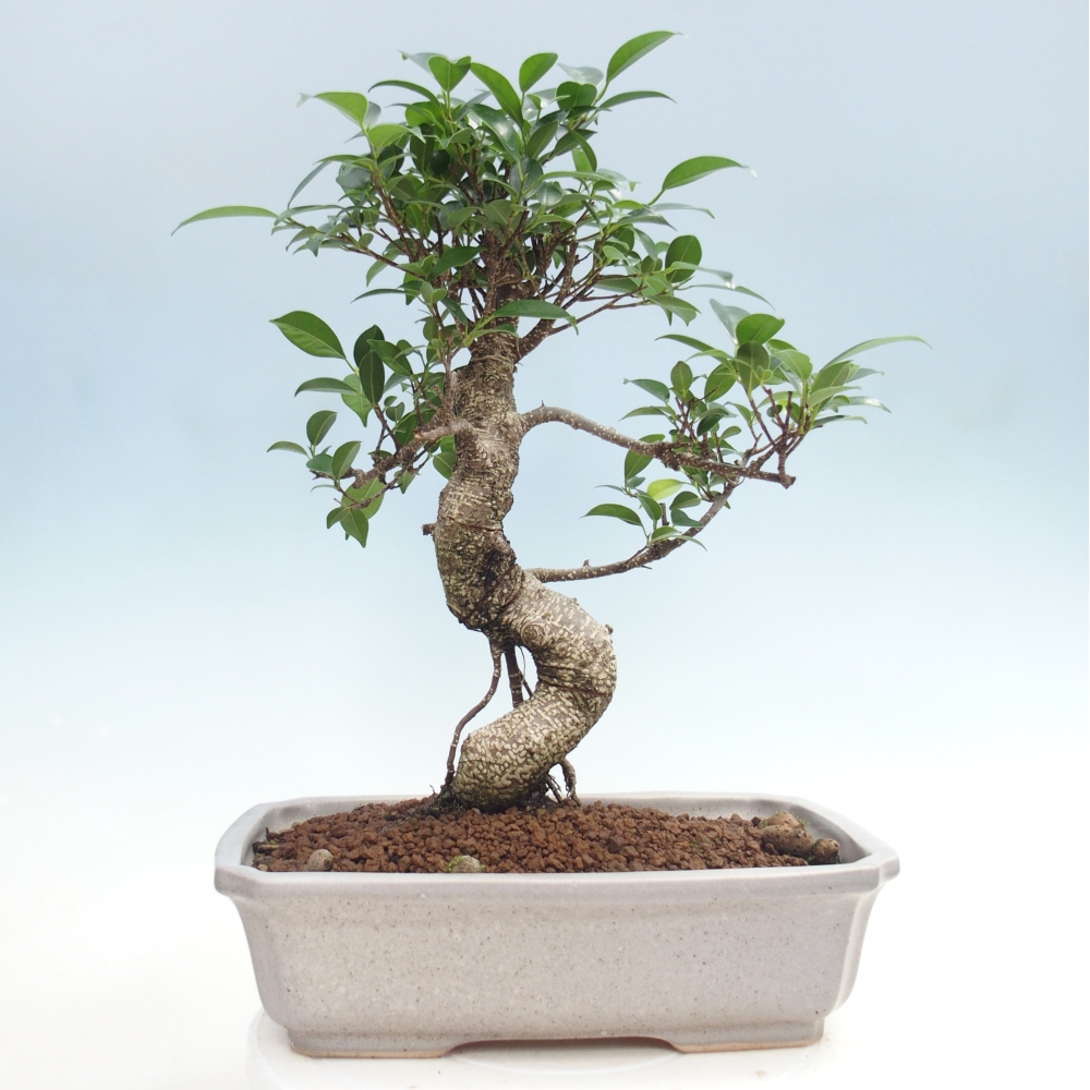 Camera bonsai - Ficus kimmen - ficus a foglie piccole