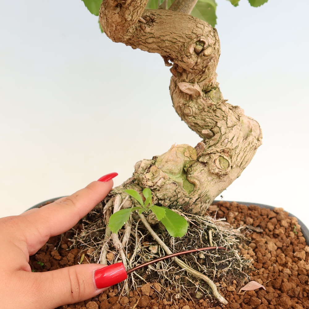 Camera bonsai - Duranta erecta Aurea