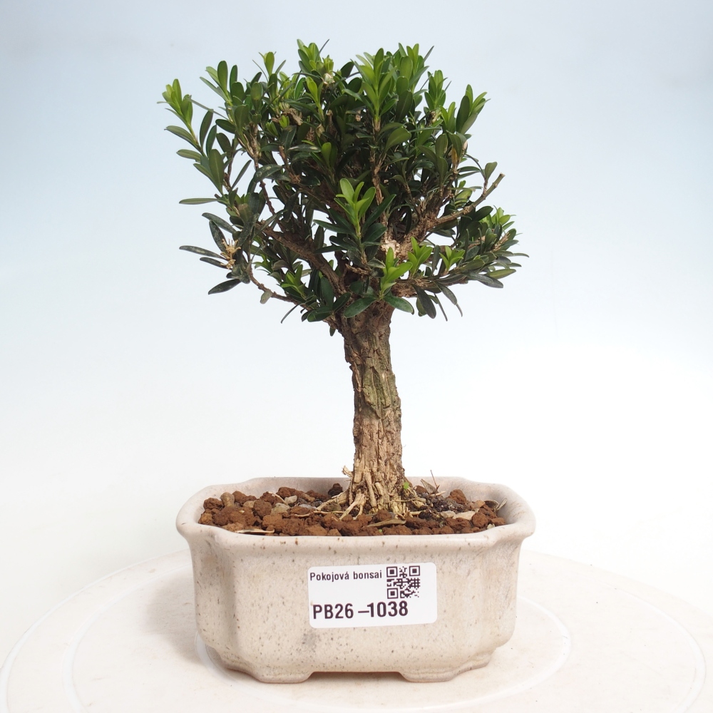 Camera bonsai - Buxus harlandii - buxus da sughero