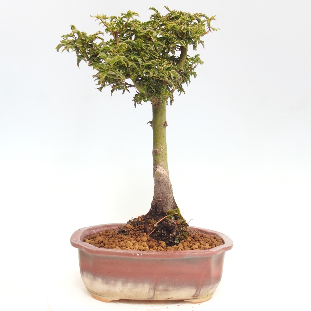 Bonsai da esterno -Palma di Giava Acer palmatum Shishigashira