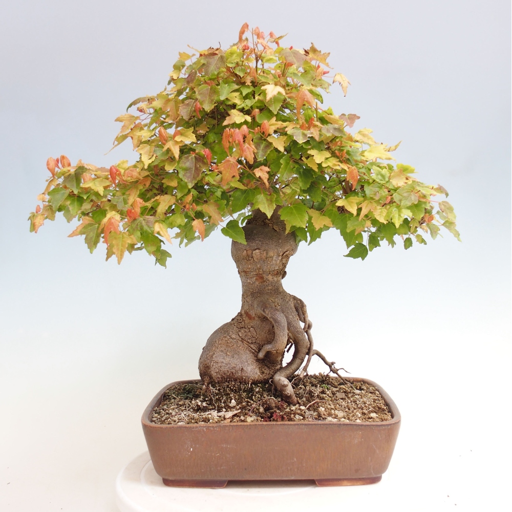Bonsai da esterno - Acer Buergerianum - Acero di Burger