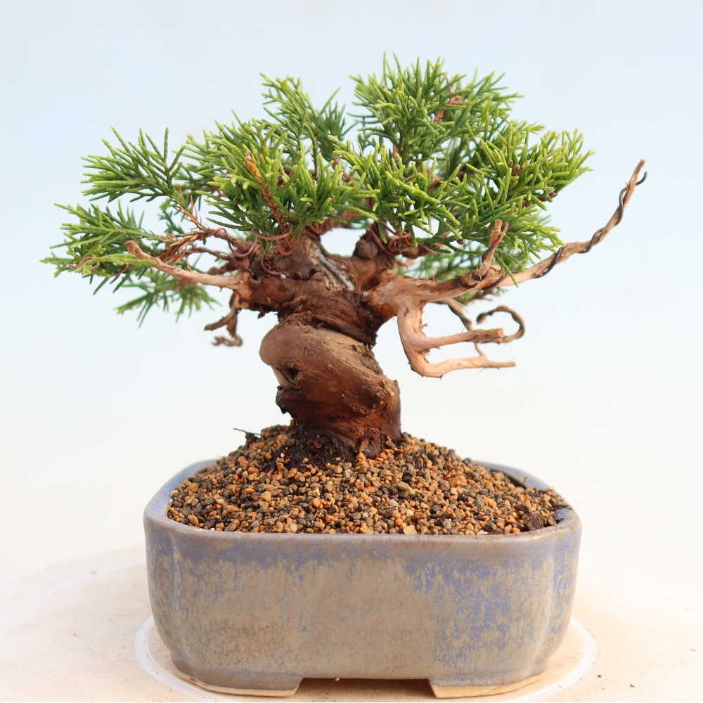 Bonsai da esterno - Juniperus chinensis Itoigawa