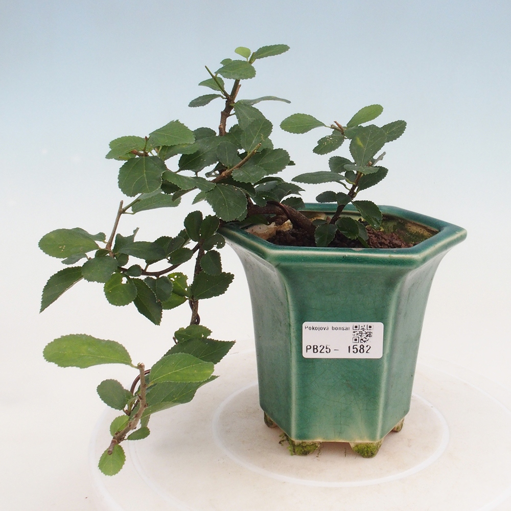 Bonsai da interno - Grewia occidentalis - Stella marina della lavanda