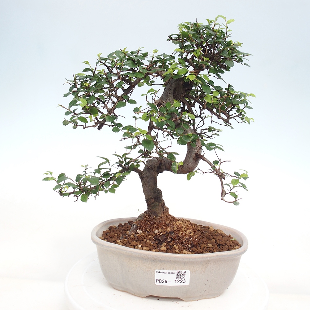 Camera bonsai - Ulmus parvifolia - Olmo a foglie piccole