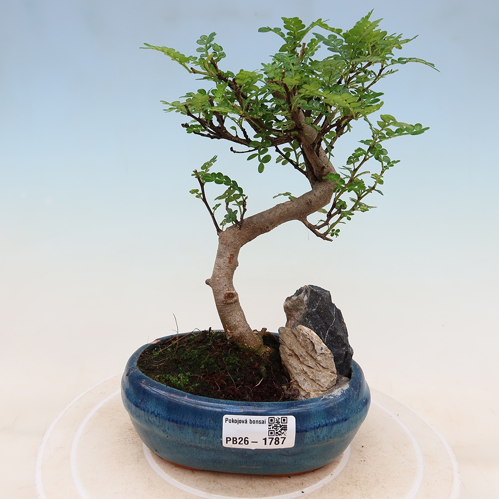 Camera bonsai - Zantoxylum piperitum - albero del pepe