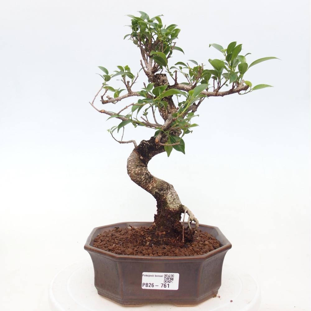 Camera bonsai - Ficus retusa - ficus a foglie piccole