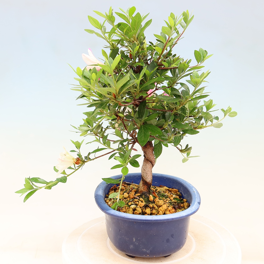 Bonsai da esterno - Azalea giapponese - Azalea a mano