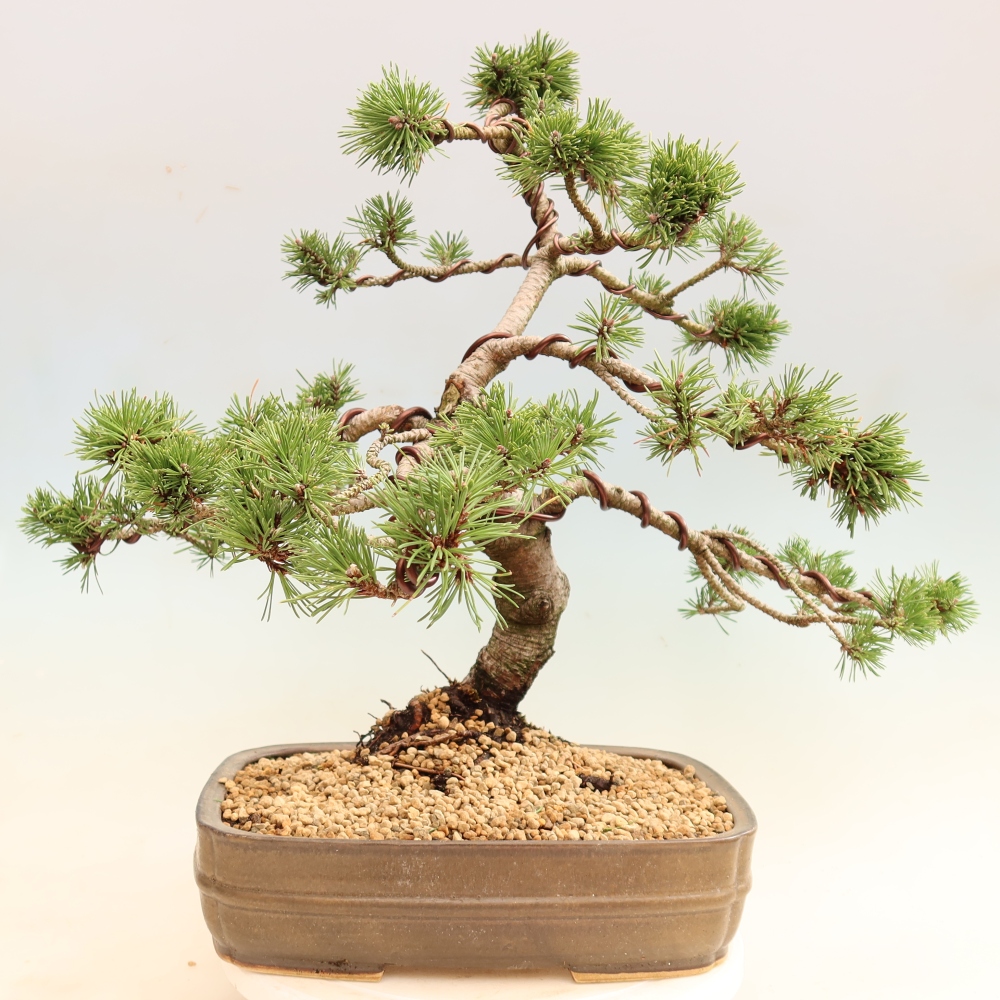 Bonsai da esterno - Pinus mugo Humpy  - Pino mugo