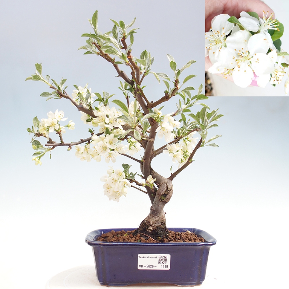 Bonsai da esterno - Malus sargentii - Melo a frutto piccolo