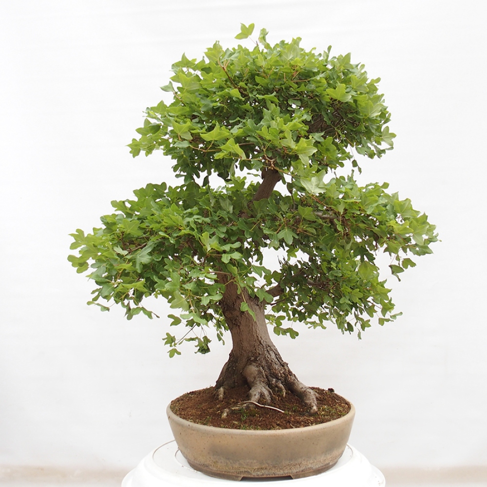 Bonsai da esterno - Acero francese - Acer Nonspessulanum