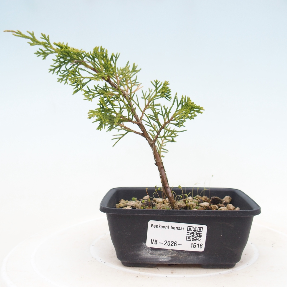 Bonsai da esterno - Juniperus chinensis Itoigawa