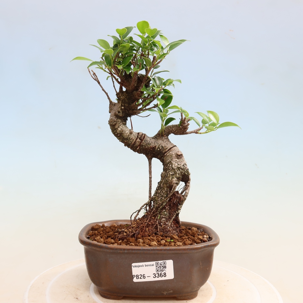 Camera bonsai - Ficus kimmen - ficus a foglie piccole