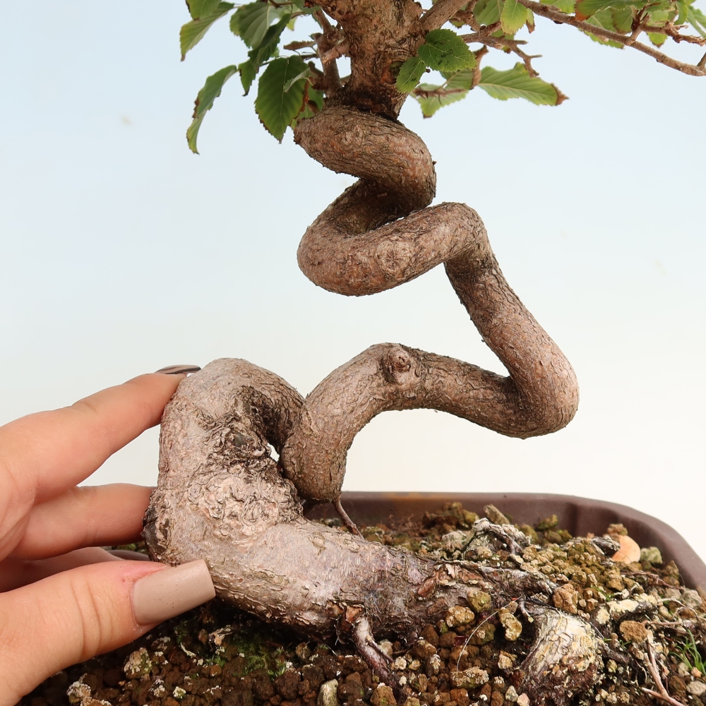 Bonsai da esterno -Carpinus CARPINOIDES - Carpino coreano