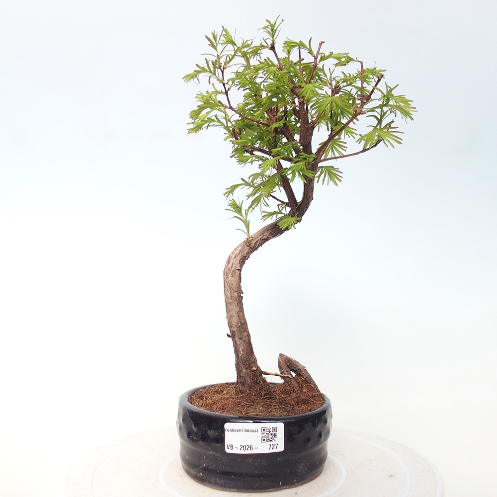 Bonsai da esterno - Metasequoia glyptostroboides - Metasequoia cinese