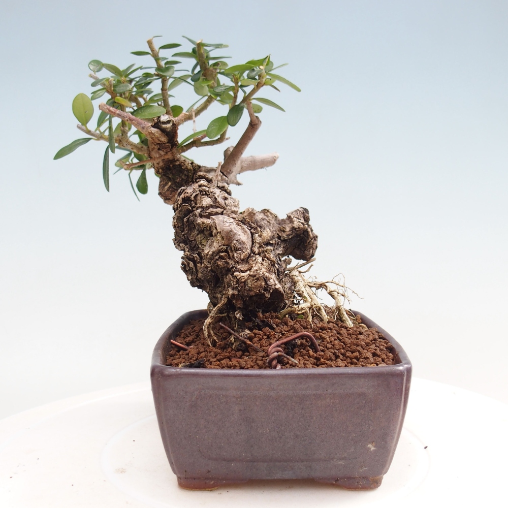 Bonsai da interno - Olea europaea sylvestris