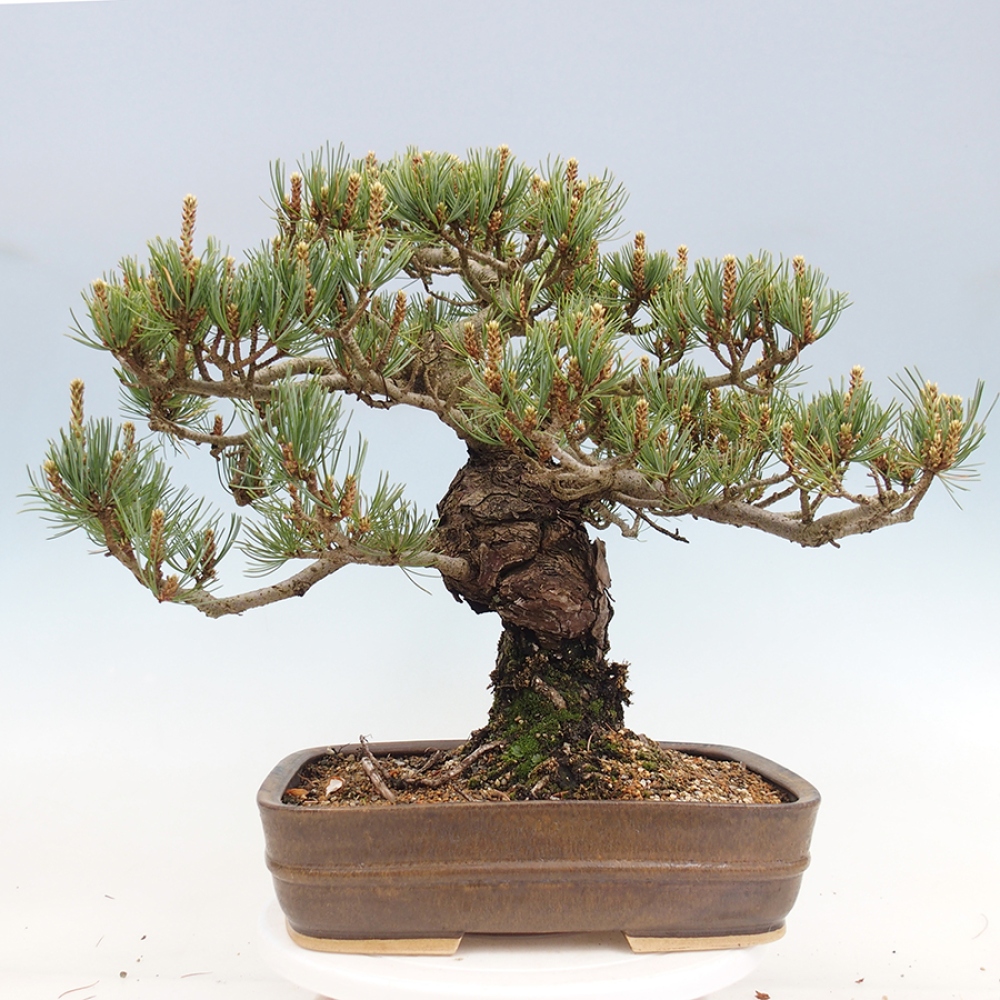 Bonsai da esterno - Pinus parviflora - Pinus parviflora