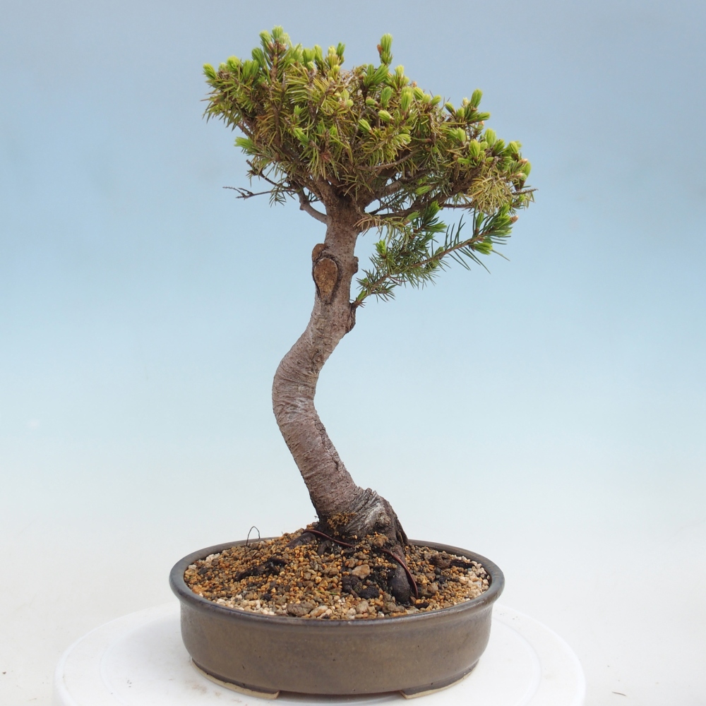 Bonsai da esterno - Abete rosso - Picea glauca globo
