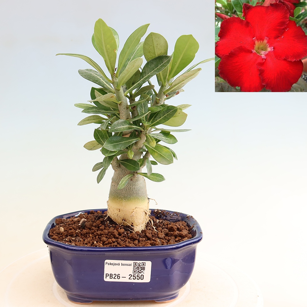 Bonsai da interno - Adenium obesum Red Star - Rosa del deserto