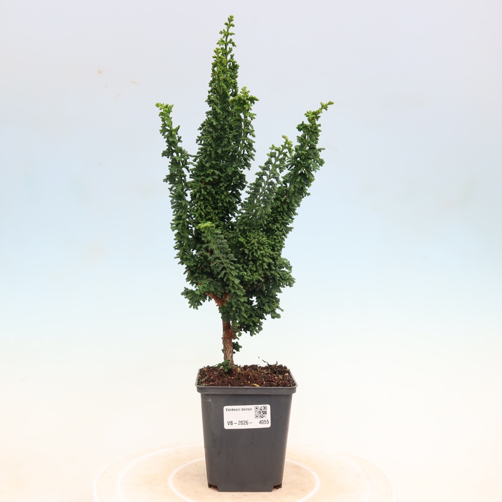 Bonsai da esterno - Cham. obtusa SEKKA HINOKI - Cipresso