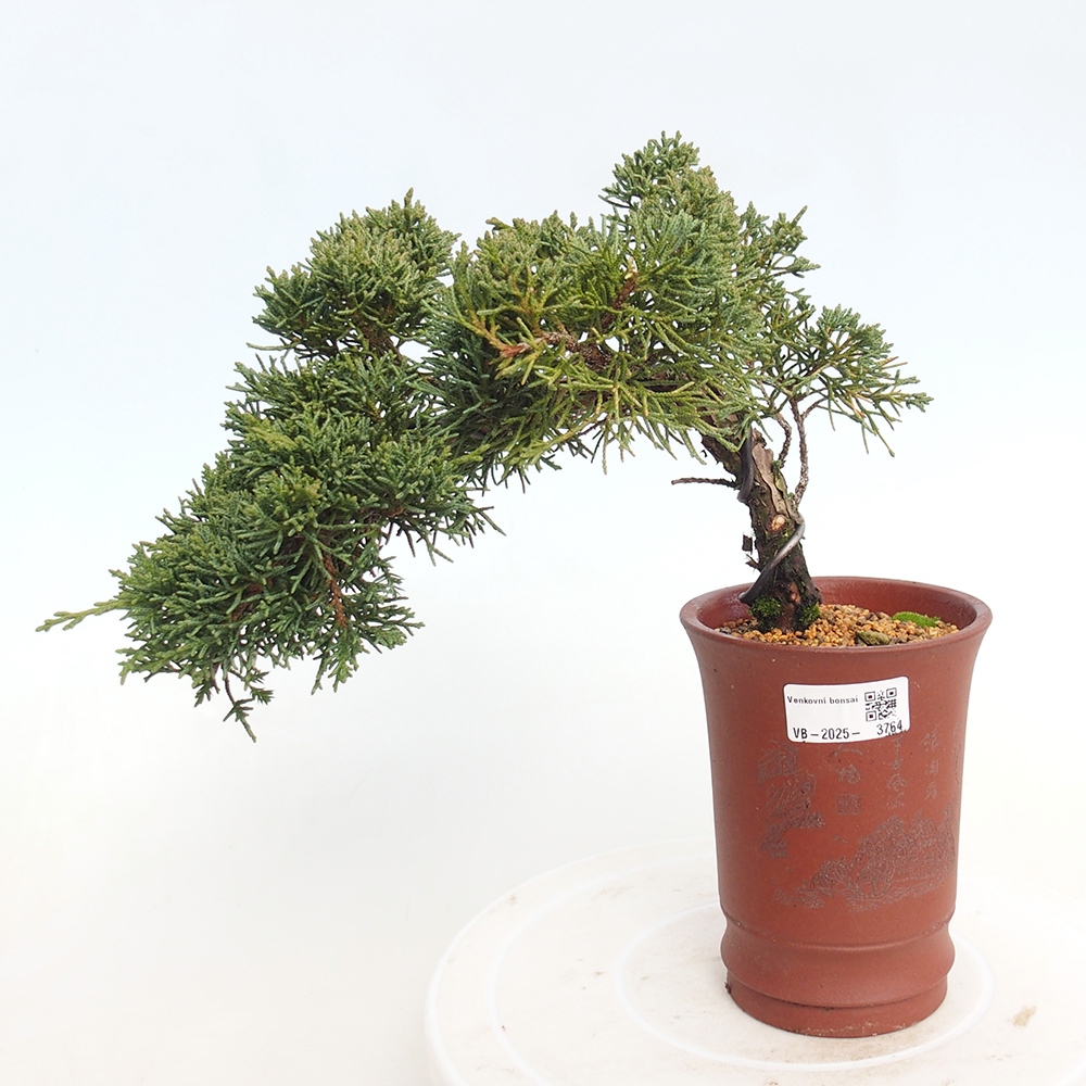 Bonsai da esterno - Juniperus chinensis Kishu
