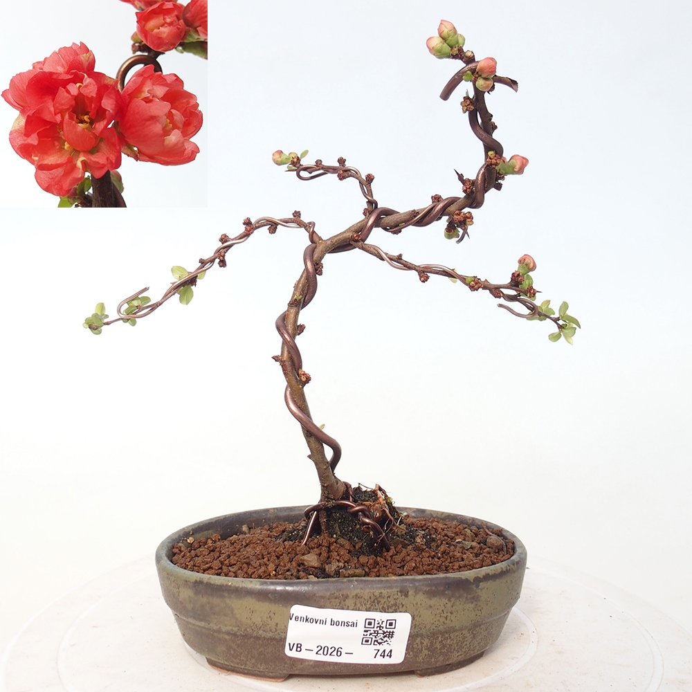 Bonsai da esterno - Chaneomeles s. Red Joy - Cotogno