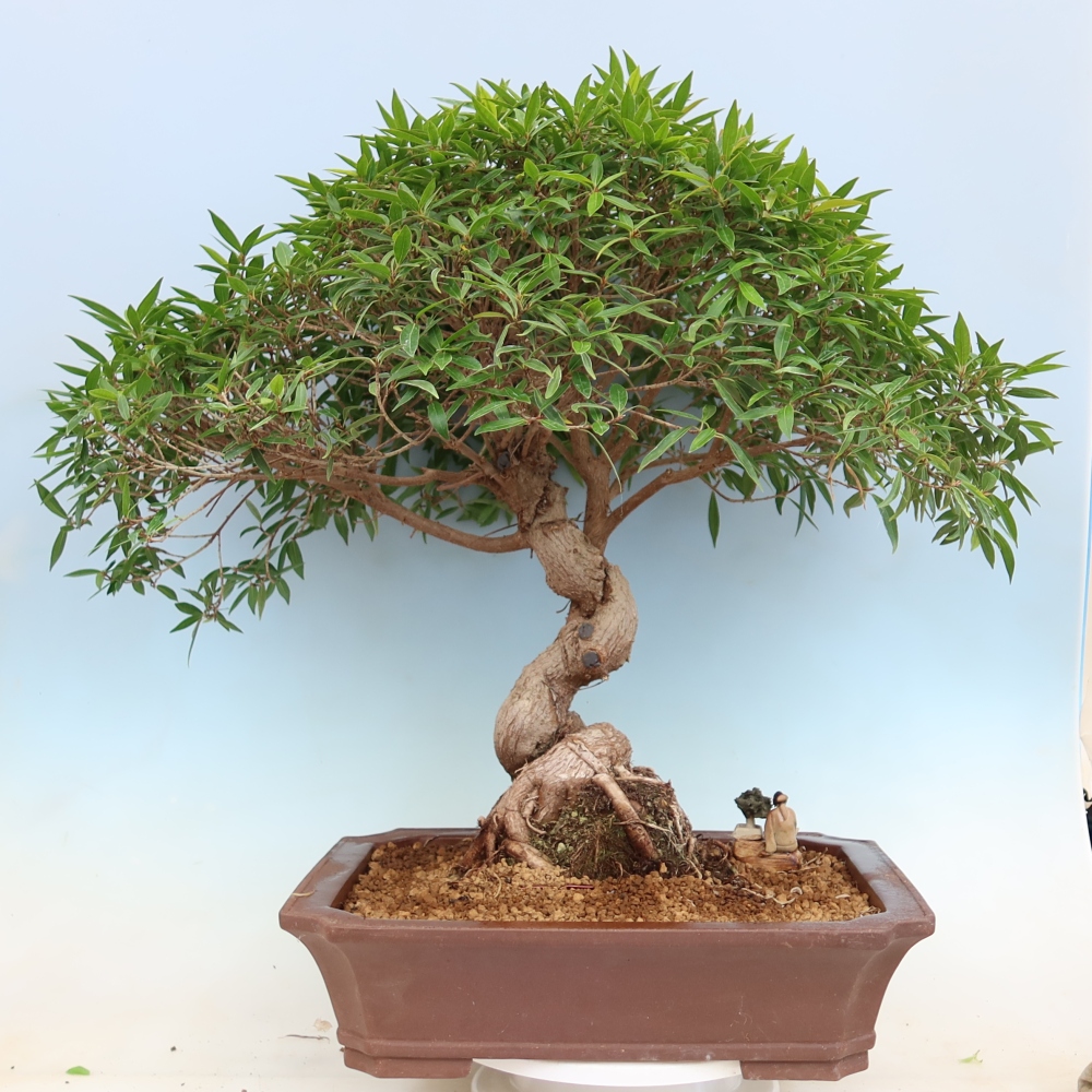 Camera bonsai - Ficus nerifolia - ficus a foglie piccole
