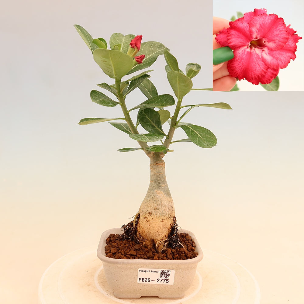 Bonsai da interno - Adenium obesum innestato V.F.S.326  - Rosa del deserto
