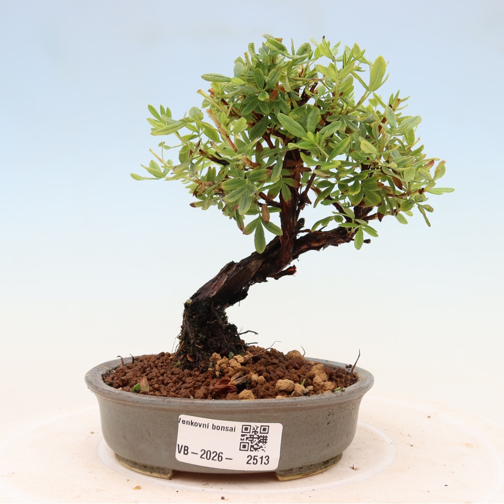 Bonsai da esterno - Potentila fruticosa