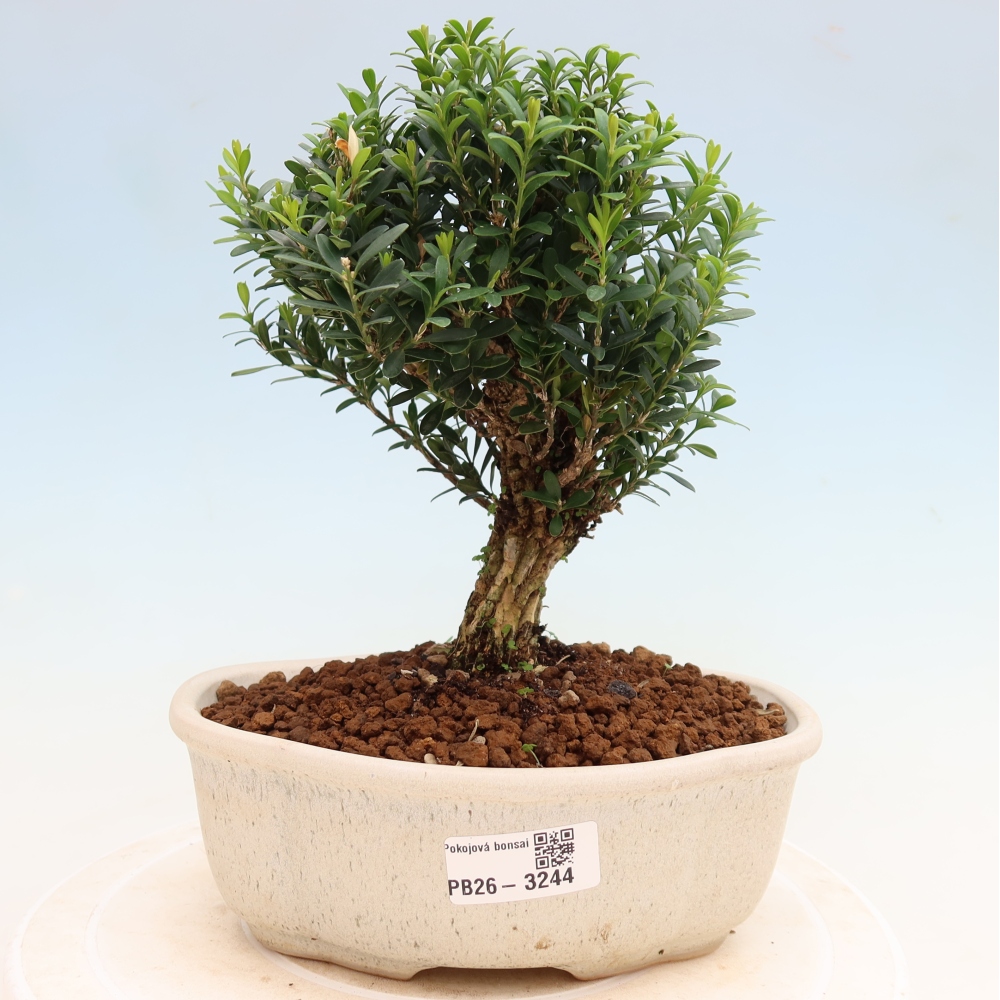 Camera bonsai - Buxus harlandii - buxus da sughero