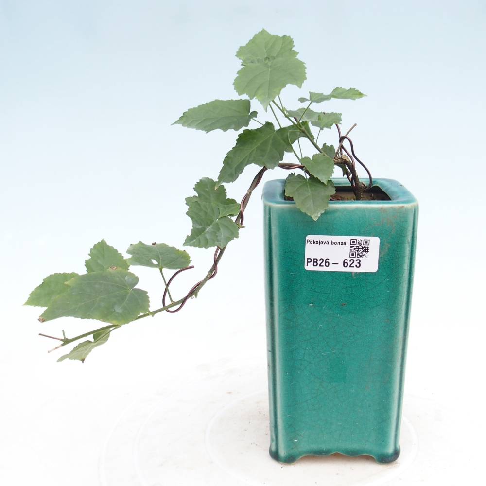 Bonsai da interno - Abutilon Big Bell - Cloudberry