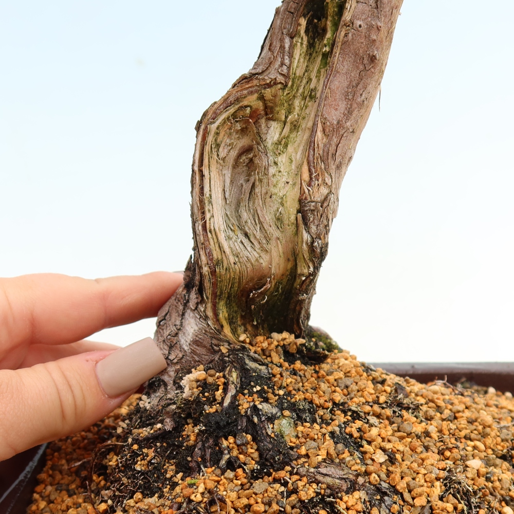 Bonsai da esterno - Juniperus chinensis Itoigawa-Juniperus chinensis