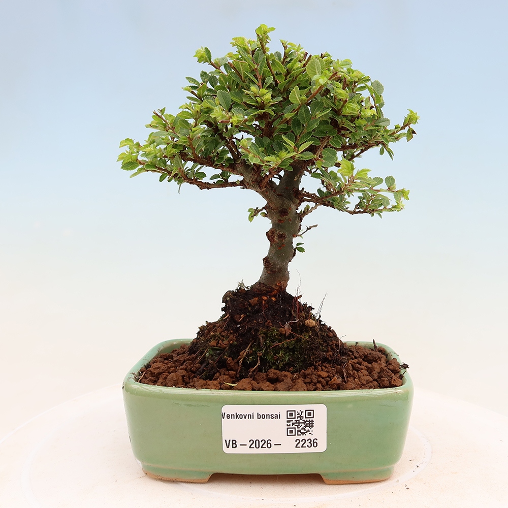 Bonsai da esterno - Ulmus parvifolia Sagei - Olmo a foglie piccole