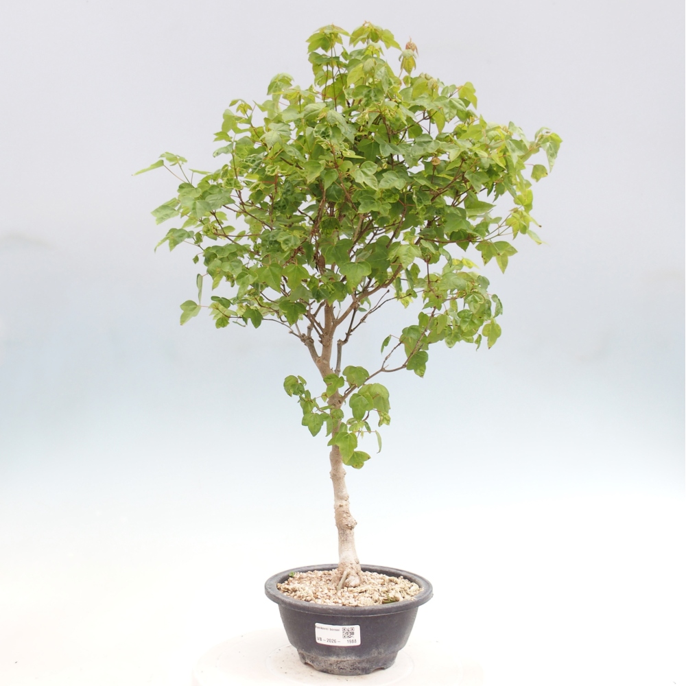 Bonsai da esterno - Acer Buergerianum - Acero di Burger