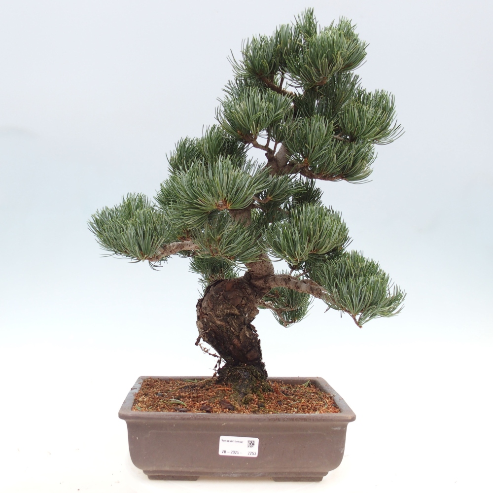 Bonsai da esterno - Pinus parviflora - Pinus parviflora