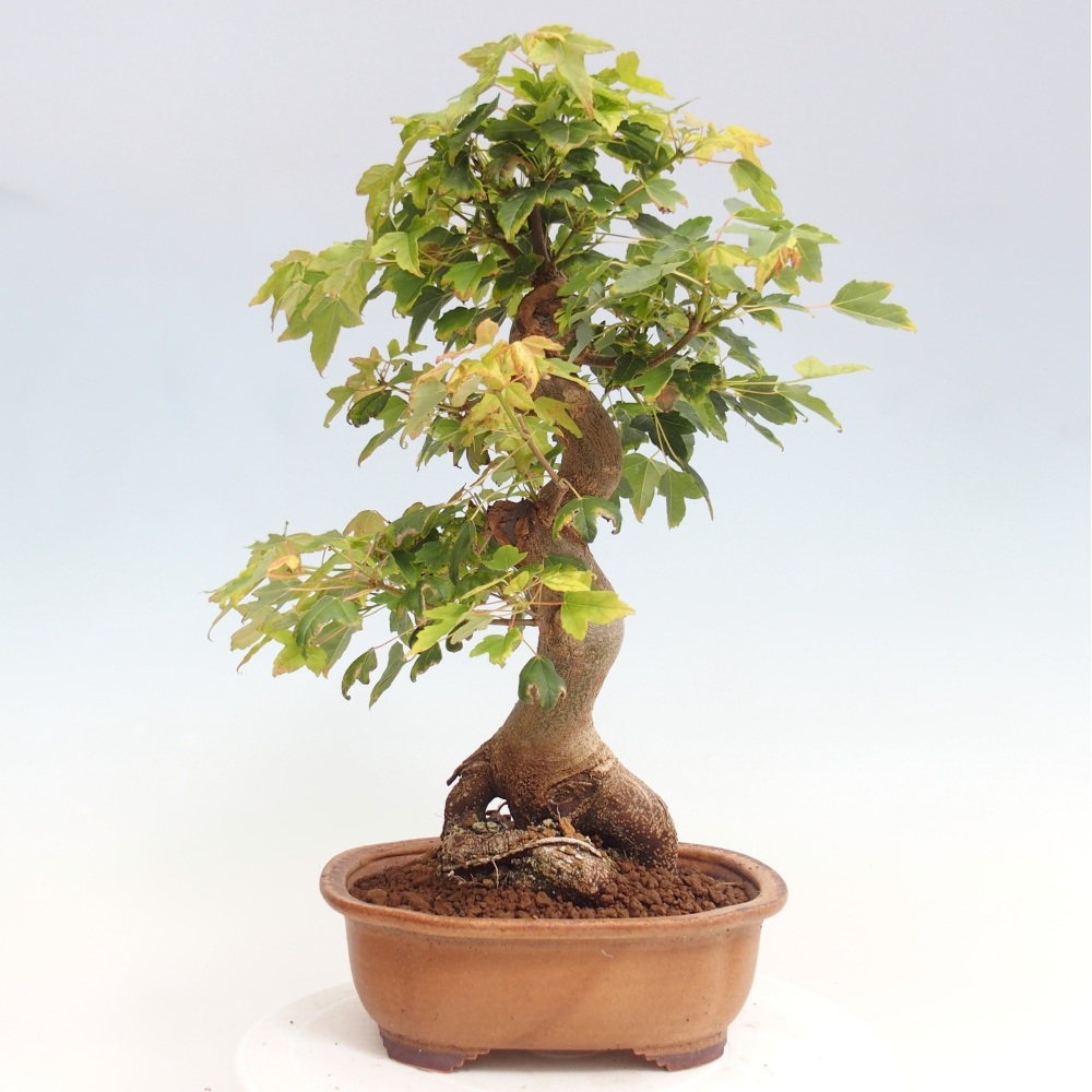Bonsai da esterno - Acer Buergerianum - Acero di Burger