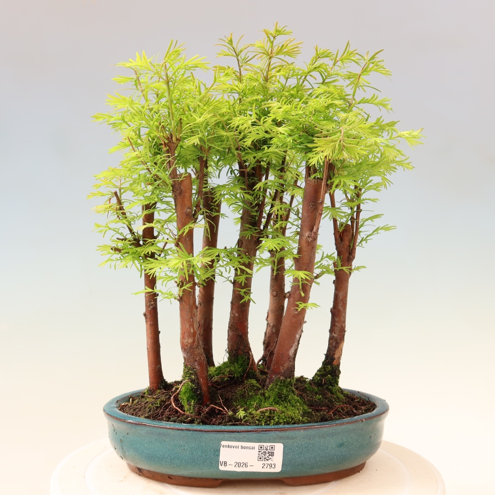 Bonsai da esterno - Metasequoia glyptostroboides - Metasequoia cinese - boschetto
