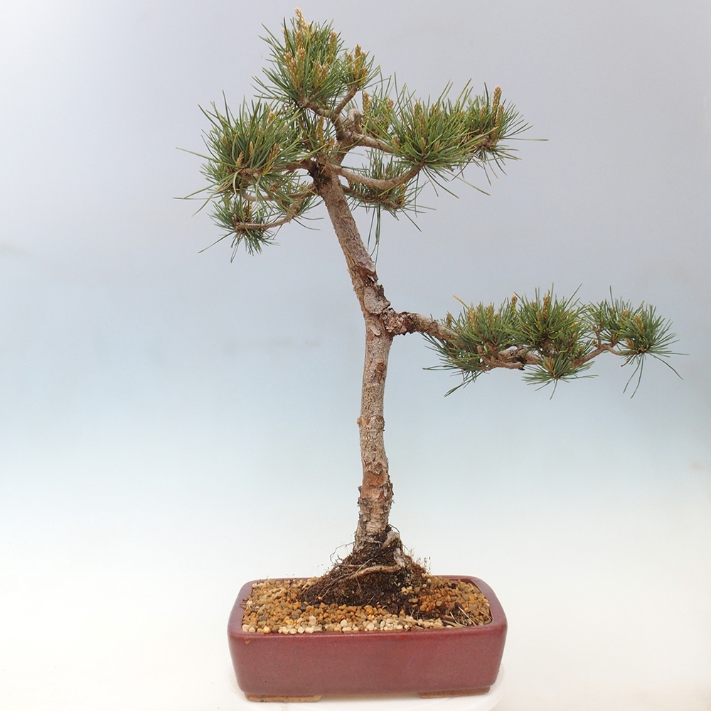 Bonsai da esterno - Pinus Sylvestris Watererri - Pino silvestre