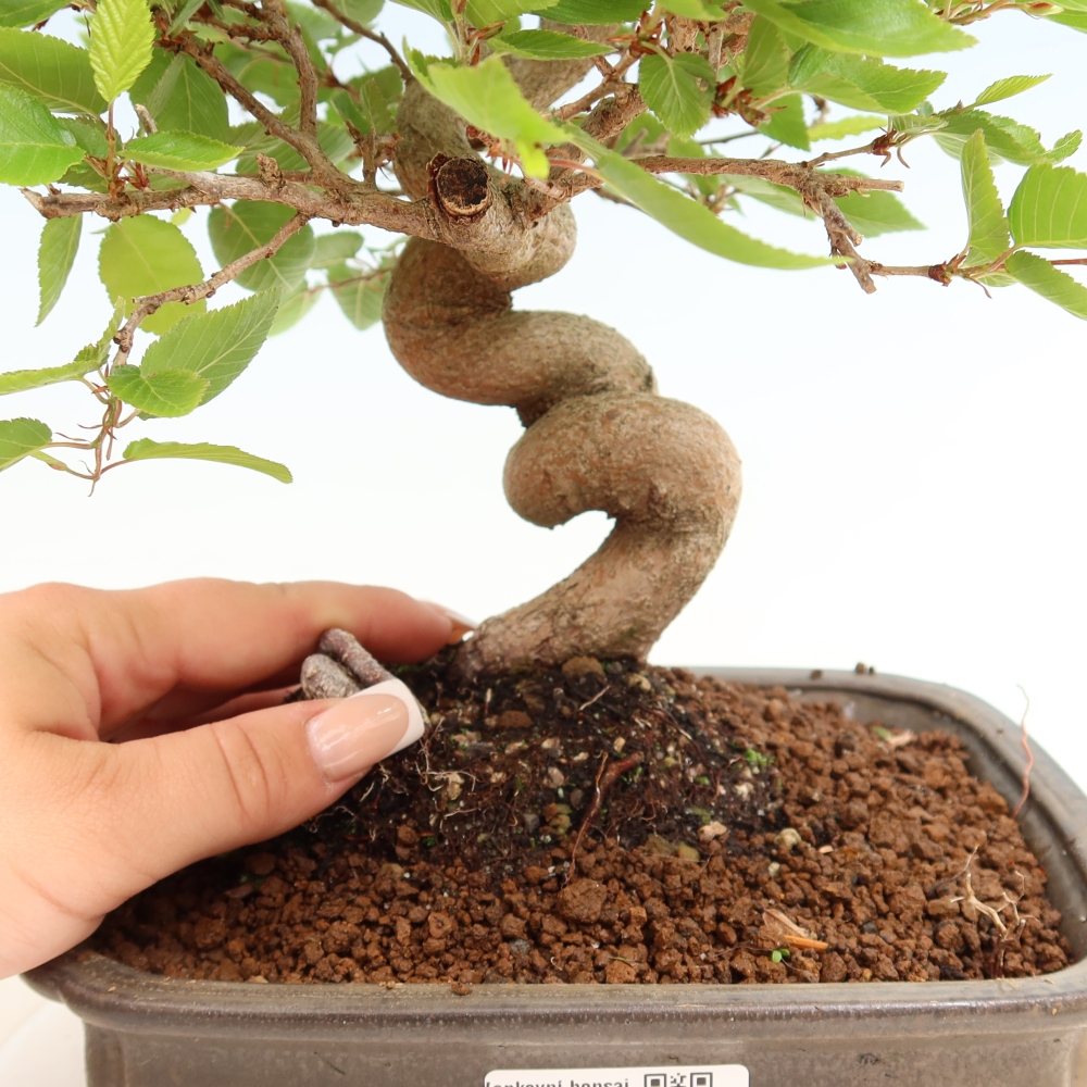 Bonsai da esterno -Carpinus Coreana - Carpino coreano