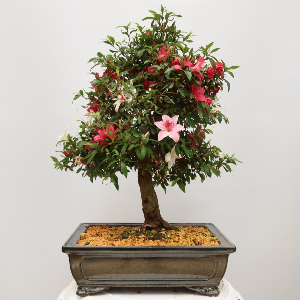 Bonsai da esterno - Azalea giapponese - Azalea satsuki