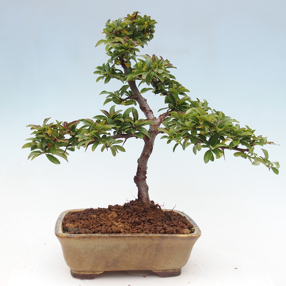 Bonsai da esterno-Pyracantha Teton -Hlox