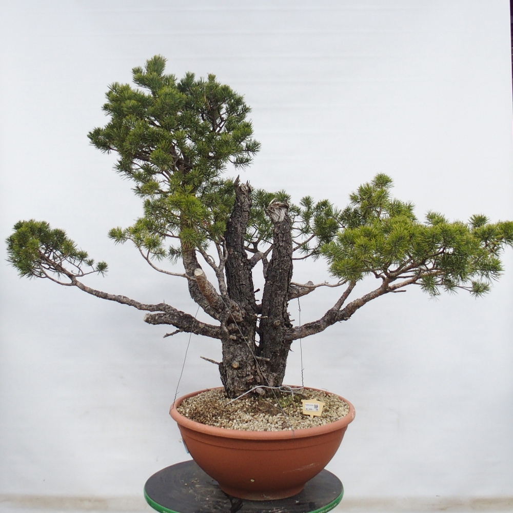 Yamadori - Pinus sylvestris Spagna