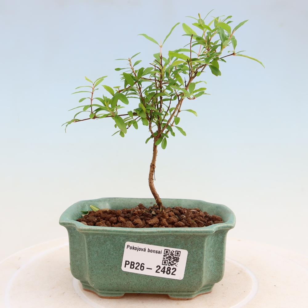 Camera bonsai-PUNICA granatum nana-Mela granata