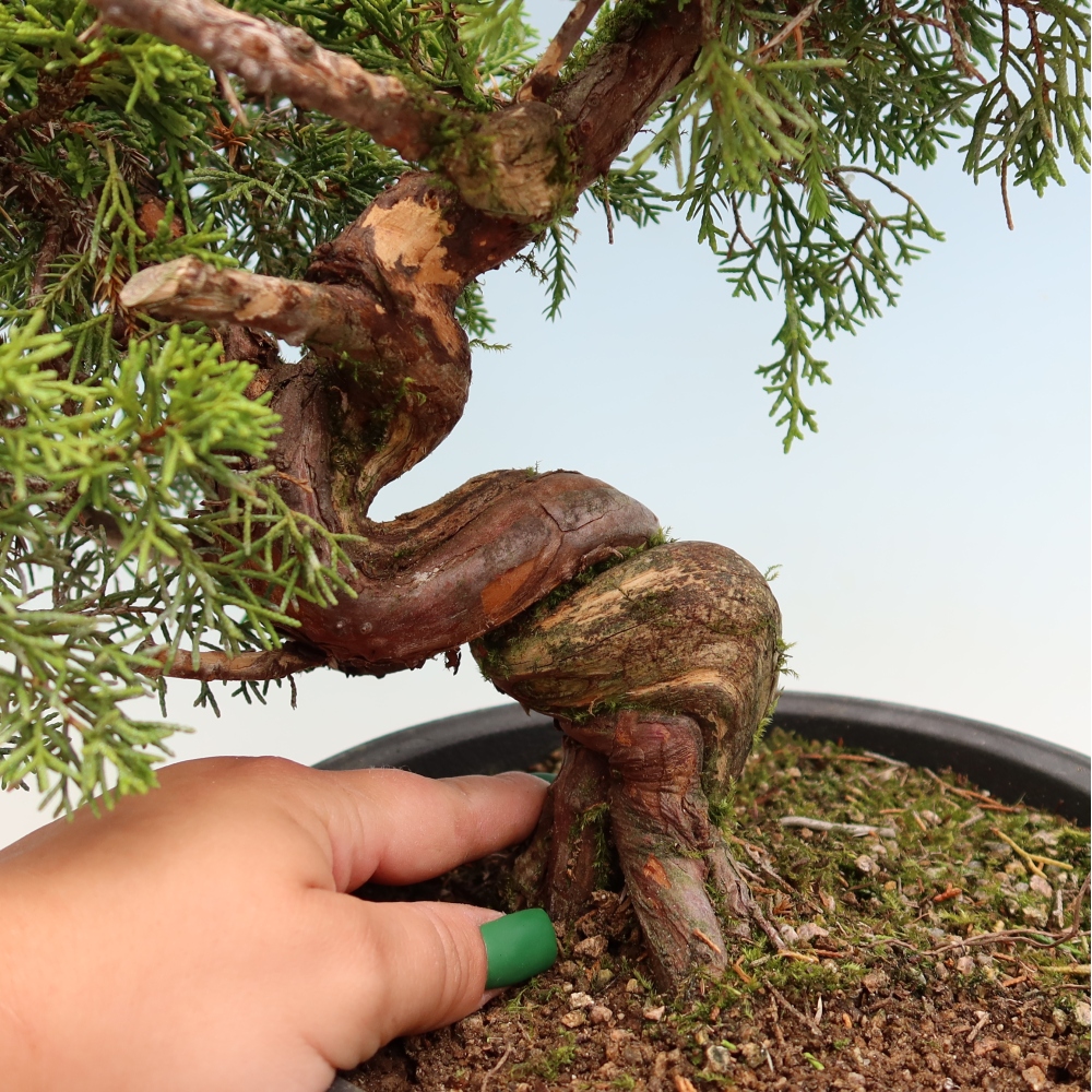 Bonsai da esterno - Juniperus chinensis Itoigawa-Juniperus chinensis