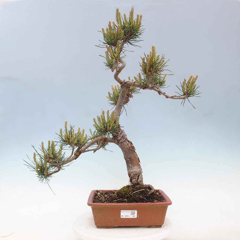 Bonsai da esterno - Pinus Sylvestris Watererri - Pino silvestre