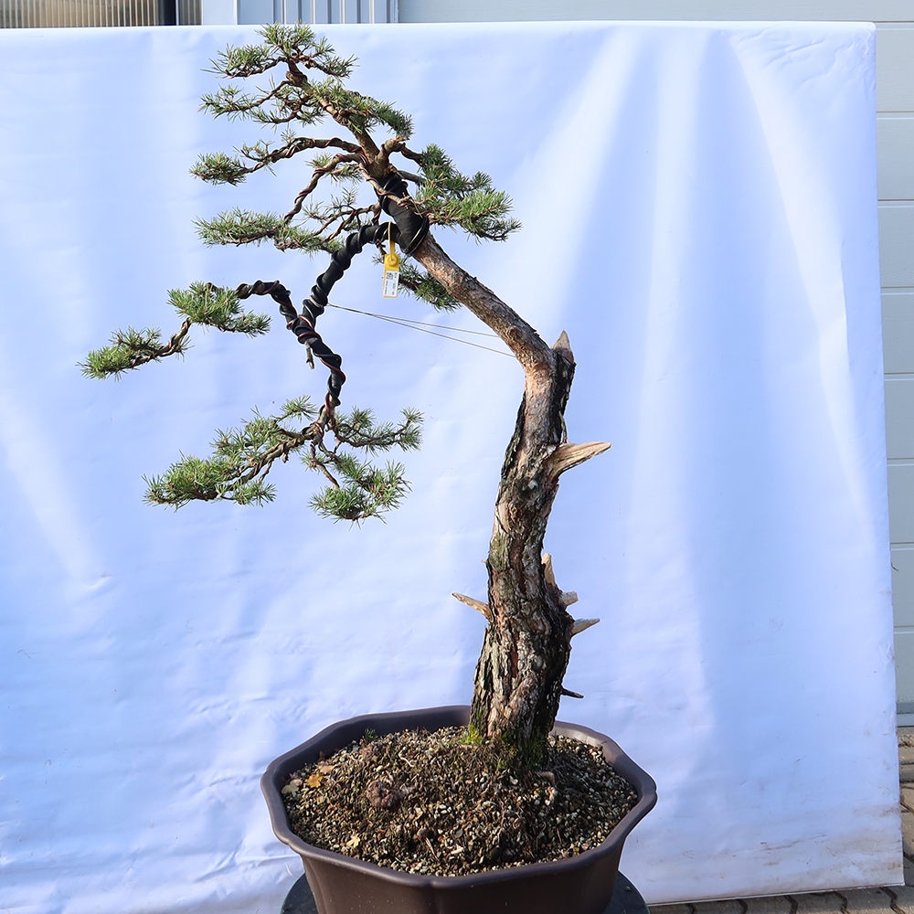 Pinus sylvestris Spagna - pino silvestre