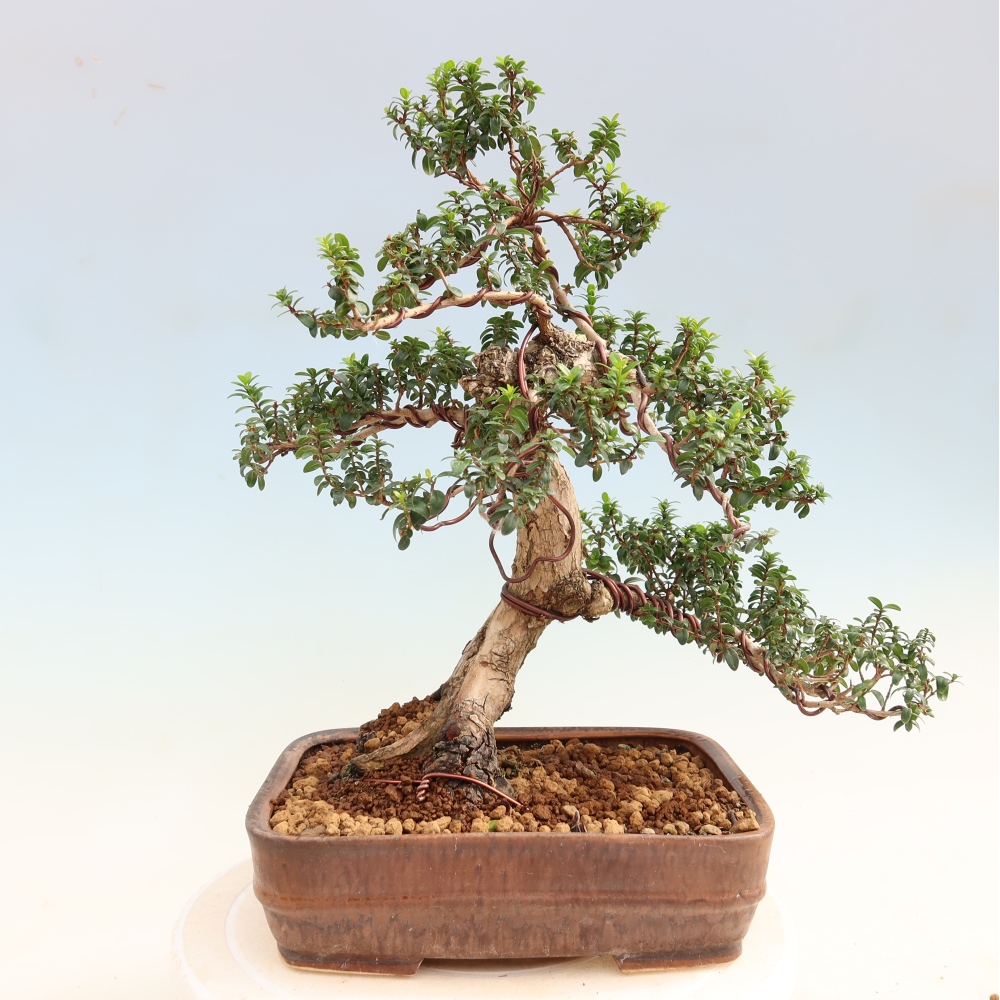 Bonsai da camera - Myrtus communis - Mirto